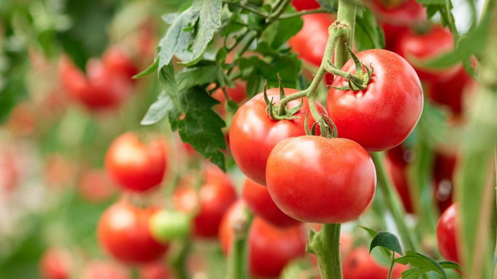 Как избежать вершинной гнили и фитофтороза помидоров: один простой совет
