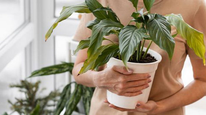 Как уменьшить влажность в доме: четыре растения, которые помогут удалить плесень и конденсат