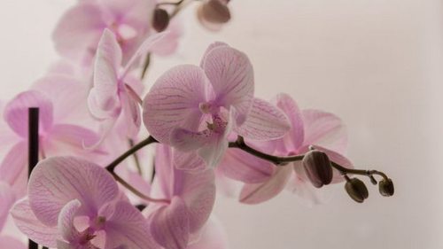 Орхидея порадует роскошными цветами: вот чем нужно удобрить растение
