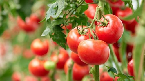 Как избежать вершинной гнили и фитофтороза помидоров: один просто...