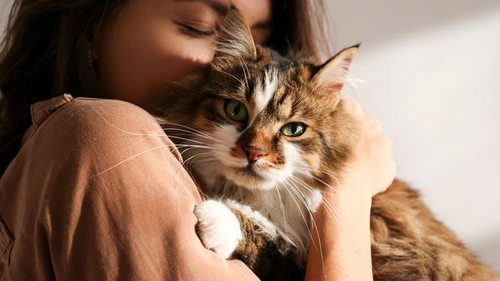 Почему кот «прилип» к хозяину: эксперты назвали неожиданные причи...