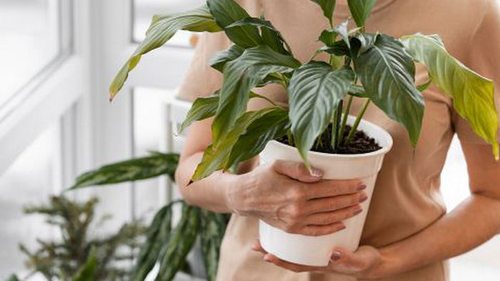 Как уменьшить влажность в доме: четыре растения, которые помогут удали...