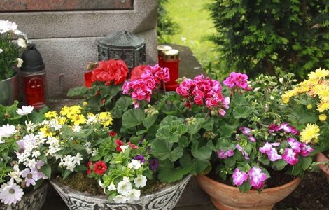 Подойдут ленивым садовникам: 7 цветущих растений, которые практич...