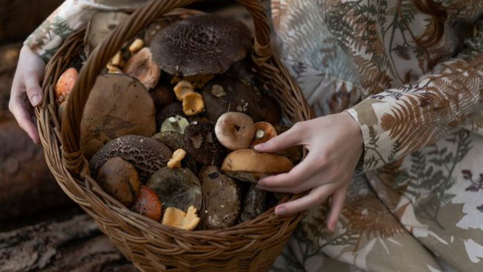 Кому категорически нельзя есть грибы и как правильно их собирать, чтобы не отравиться