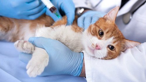 Вакцинация кошек: почему нужна и от чего защищает