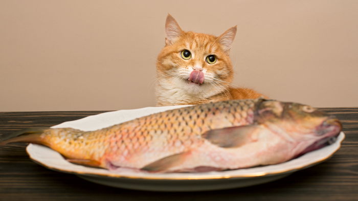 Рыба и морепродукты в рационе животных: можно давать и в каких количествах
