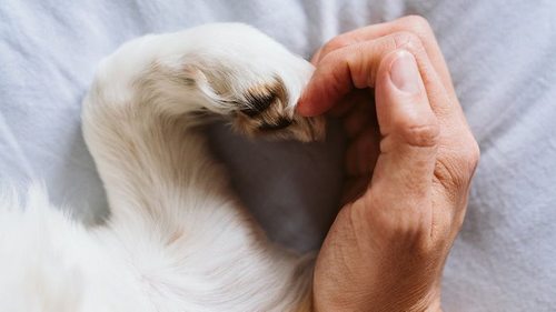 Как пережить потерю домашнего животного: эксперт рассказал, как справиться со своим горем