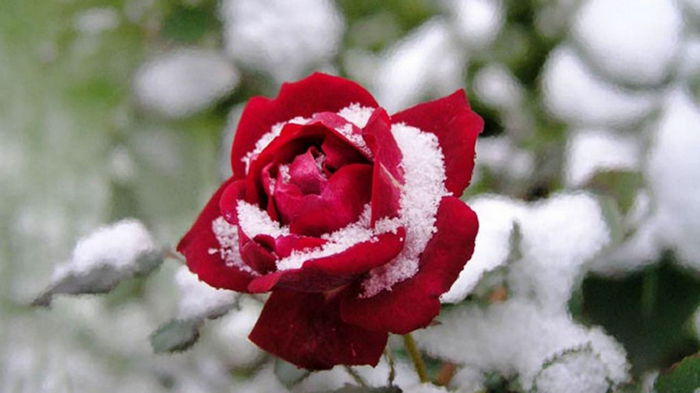 Не спешите их укрывать: что делать с розами перед зимой
