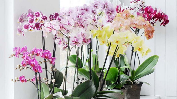 Орхидея не цветет: чем полить растение, чтобы оно выпустило цветки