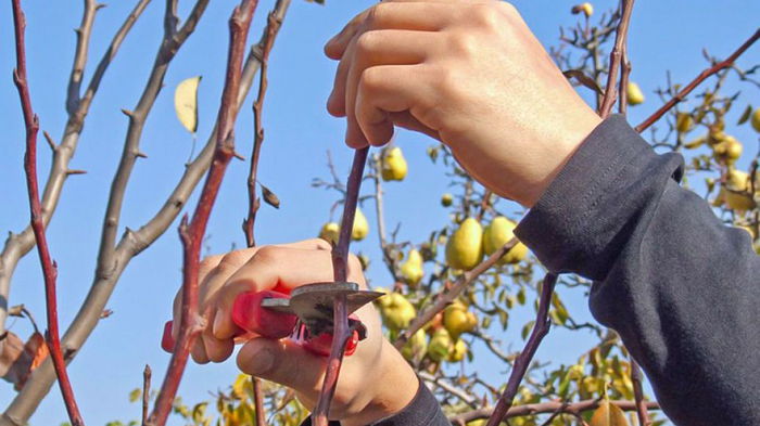 Груши будут давать тройной урожай: как правильно обрезать плодовые деревья в ноябре