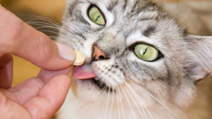 Как часто давать котам и котятам таблетки от глистов?