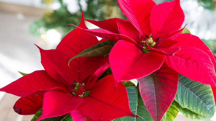 Рождественская звезда пуансеттия: как сохранить любимый домашний цветок на долгие годы