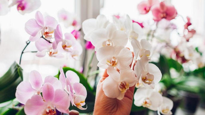 Орхидея не цветет: чем полить растение, чтобы оно выпустило цветки