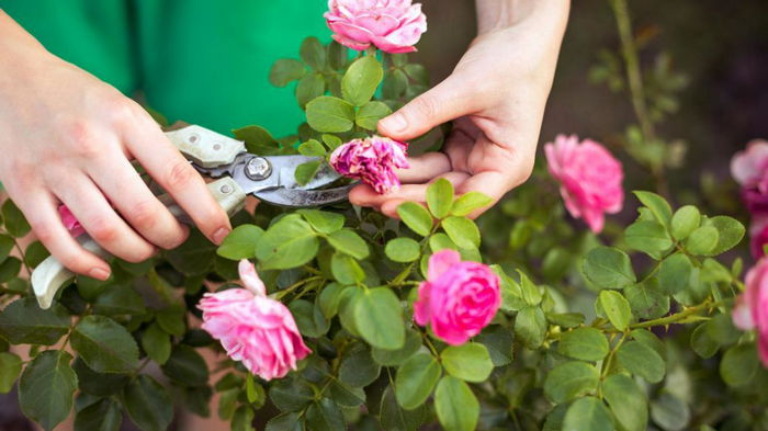 Какие 10 растений нужно обрезать сразу после цветения