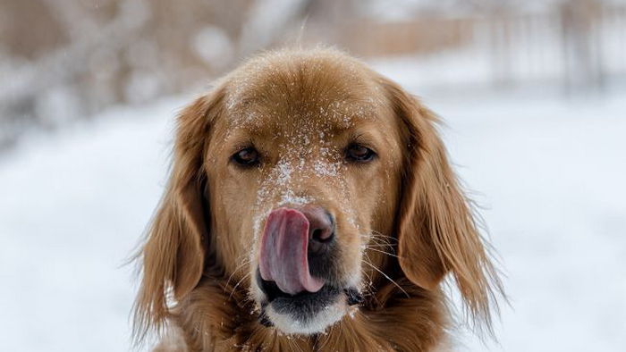 Почему собаки едят снег и на сколько это опасно