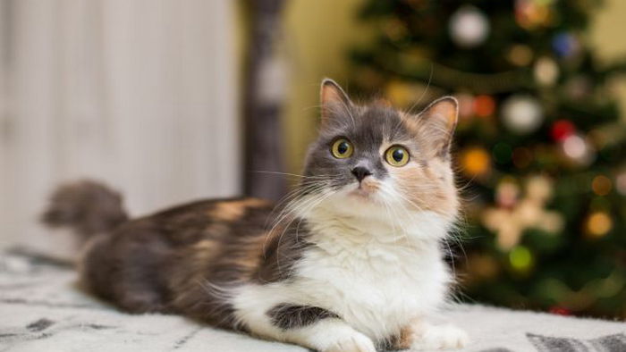 Иначе беды не избежать! 4 правила, которые помогут уберечь кота от новогодней елки