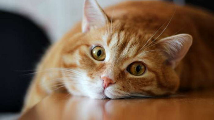 10 вещей, которые делают кошки, чтобы защитить вас и свой дом