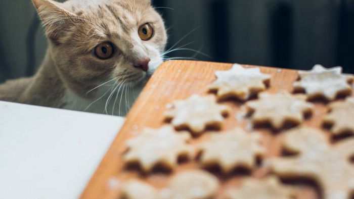 Что произойдет, если угостить кота или собаку сладостями