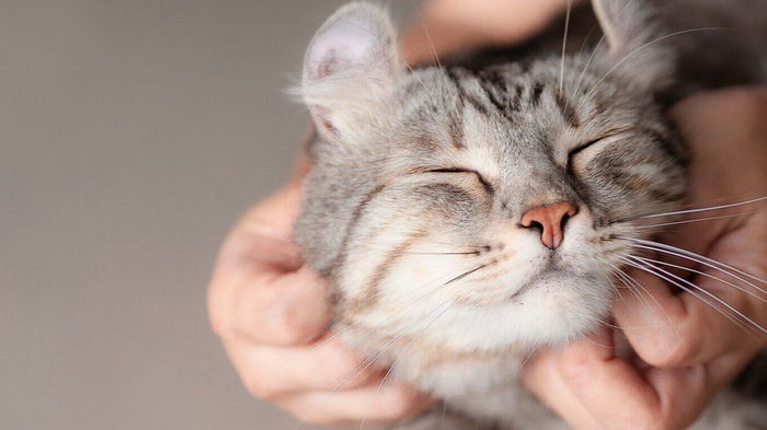 12 вещей, которые обожает ваша кошка
