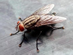 Как избавиться от мух в доме?