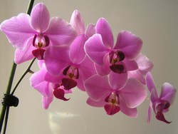 Как ухаживать за орхидеей фаленопсис?