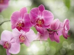 Какой сорт орхидеи выбрать для дома?