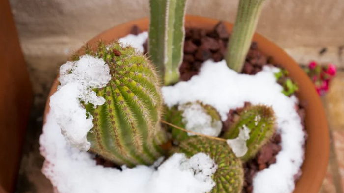 Можно ли поливать комнатные растения растаявшим снегом: что говорят эксперты
