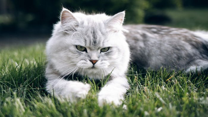 Держитесь подальше от дизайнерских кошек: названы породы, которых стоит избегать