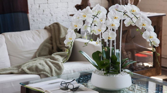 Как вырастить идеальную орхидею: советы и лайфхаки