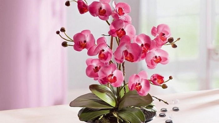 Быстро и просто: эксперт поделился лучшим способом поливать орхидеи фаленопсис