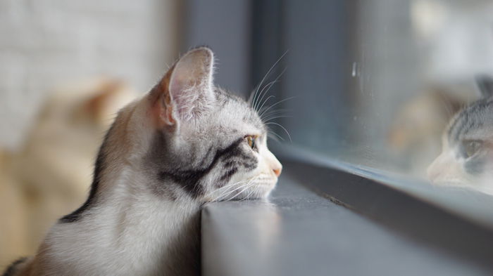 Как отучить кошек лазить по шторам: 11 проверенных методов