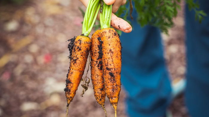 Потом не будете прореживать: соседка показала интересный способ, как сеять морковь с помощью банки