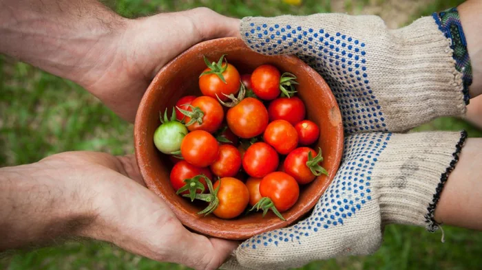 Не боятся фитофторы и холодов: эксперты назвали сладкие и стойкие сорта томатов