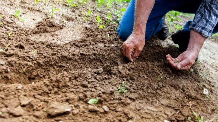 Когда сеять и сажать – какая должна быть температура почвы и воздуха, чтобы можно было начинать посев