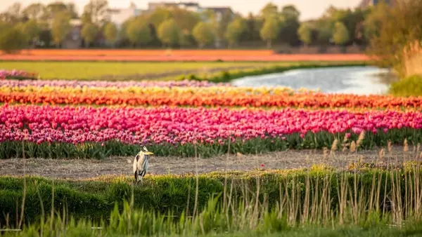 тюльпанные поля в Германии