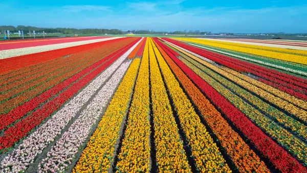 тюльпаны в Нидерландах
