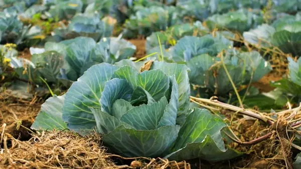 Агрономы рассказали, какие сорта капусты сажать для квашения и засолки