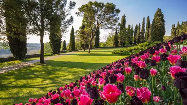 тюльпаны в Италии