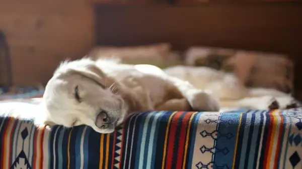 Почему собака сворачивается калачиком во сне: хозяева животных до...
