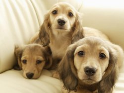 Болезни собак и их лечение