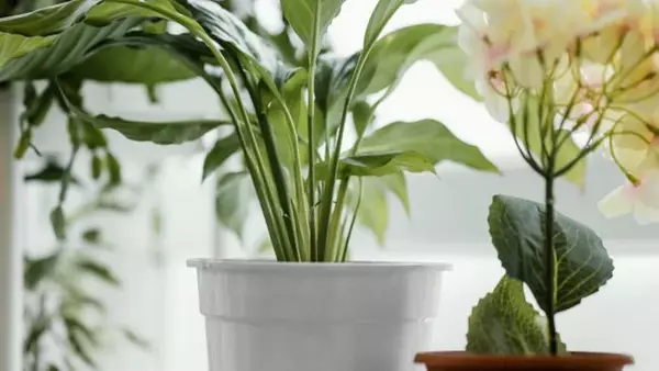 Эти способы помогут очистить комнатные растения от пыли и избежат...