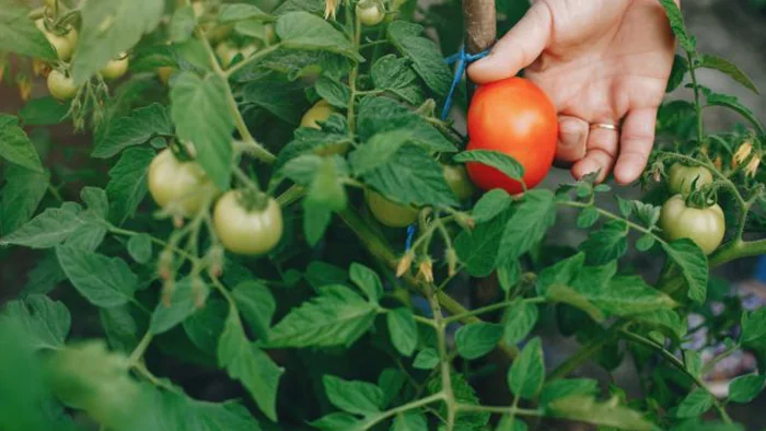 Как часто поливать помидоры и каким способом лучше это делать