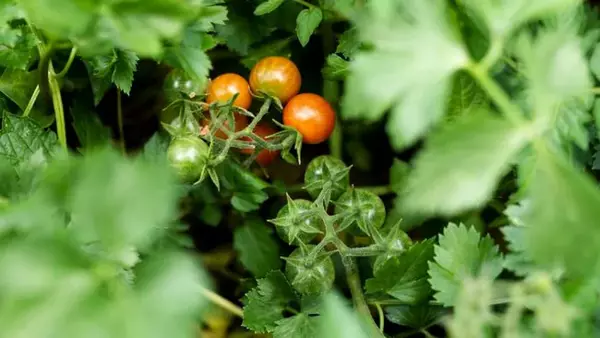 Почему могут не краснеть помидоры и как им помочь созреть