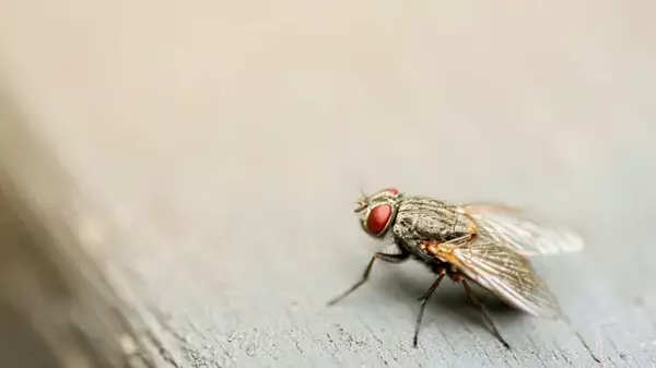 Надоевшие мухи улетят прочь из вашего дома: пять трав, которые отпугив...