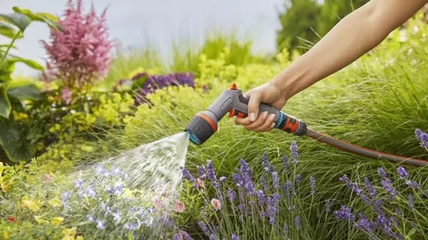 Почему полив огородных растений теплой водой может значительно снизить...