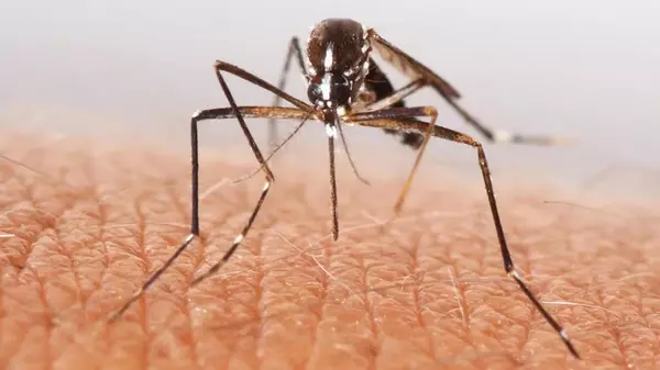 Почему людей кусают комары и сколько раз в день один «кровопийца»...
