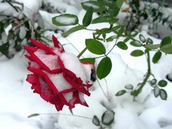 Что делать, если замерзла роза?