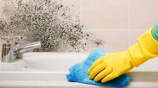 Как убрать плесень в ванной: эксперт назвал цветы, которые удаляют токсины и загрязнители