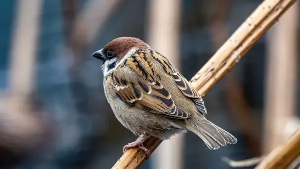 Суеверия о птицах: правда ли, что птица в окне предвещает несчаст...