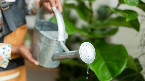 Как поливать растения правильно и как никогда не нужно делать: 8 советов